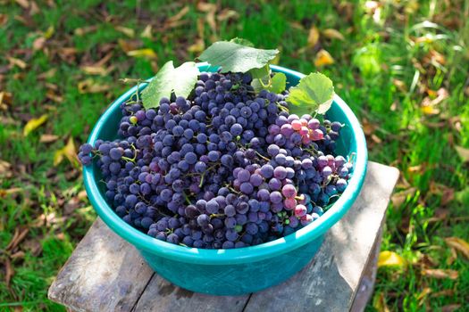 A full basket of ripe black grapes. Harvesting fruits in autumn at the farm.