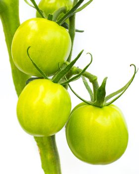 A bunch of green unripe tomatoes growing on a branch, on a white background.