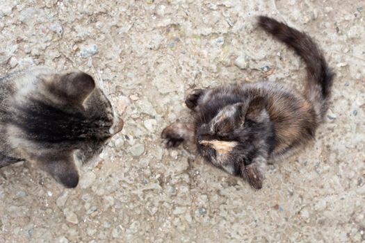 Mom cat and kitten sit opposite each other, top view. Teaching the younger generation.