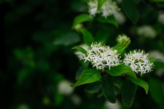 White inflorescence on an elderberry bush. Dark green vegetable background with copy space.