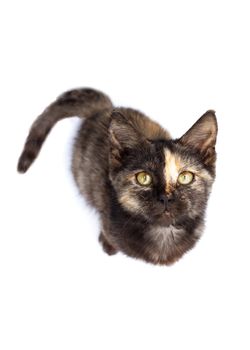 Black kitten with a strip on the nose sits on a white background, top view.