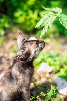 The black spotted kitten learns the world. Cute pets.