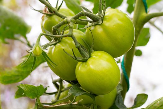 Green unripe tomatoes on a branch. Growing vegetables in the garden.