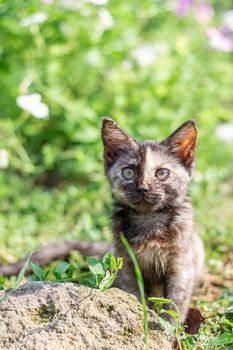 Black spotted kitten in the green grass. Cute pets