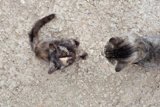 Mom cat and kitten sit opposite each other, top view. Teaching the younger generation.