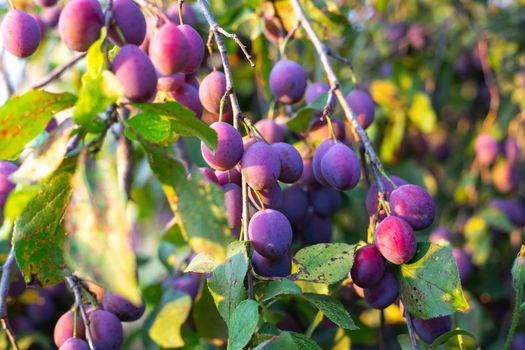 Garden with plum trees. Harvest ripe juicy plums under the sun.