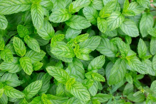 Green leaves of peppermint. Vegetable background, texture.