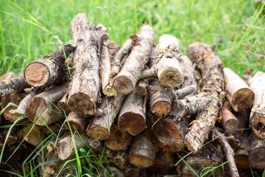 Sawed tree trunks for firewood in the yard on the grass. Procurement of fuel for the winter.