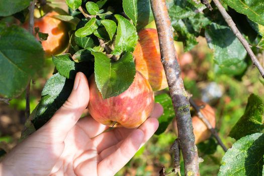 Harvesting apples. A woman picks a ripe juicy apple from a tree branch.