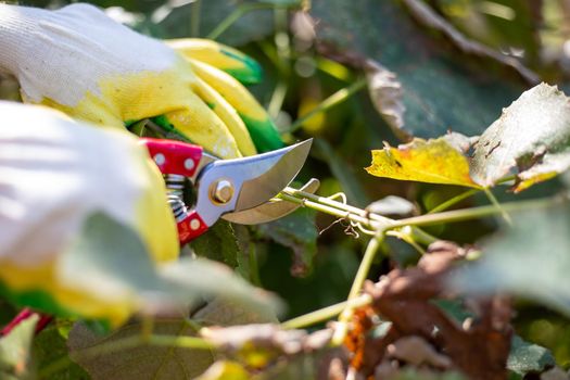 Pruning vines with pruning shears in the fall. Plant care and cultivation.