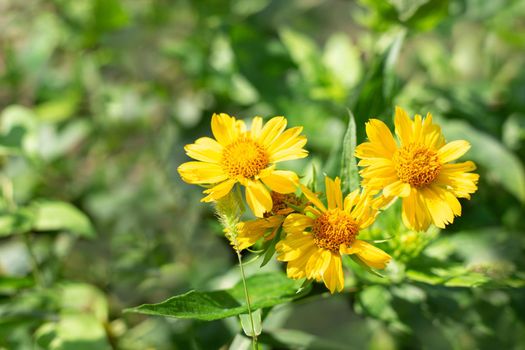 The yellow flowers of the perennial plant Gaillardia aristata Maxima Aurea bloom in the garden. Reproduction and care.