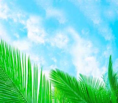 Bright green palm leaves against a blue sky with clouds with copy space. Template, frame for text,soft focus.