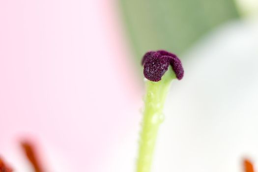 Macro flower blossom with water droplet. Abstract nature blurred background. Beautiful Macro shot with tender wet blossom. High quality photo