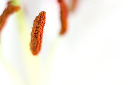 Macro flower blossom with water droplet. Abstract nature blurred background. Beautiful Macro shot with tender wet blossom. High quality photo