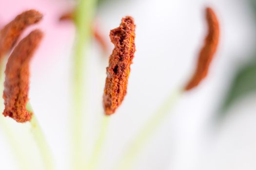 Macro flower blossom with water droplet. Abstract nature blurred background. Beautiful Macro shot with tender wet blossom. High quality photo