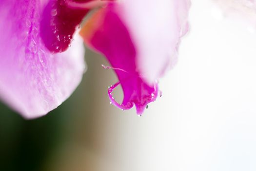 Beautiful Macro Orchid Flower. Abstract blurry natural background. Light fragile blossoms with waterdrops. High quality photo