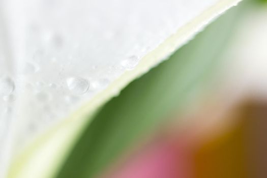 Macro flower blossom with water droplet. Abstract nature blurred background. Beautiful Macro shot with tender wet blossom. High quality photo