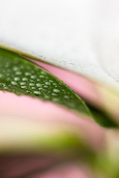 Macro flower blossom with water droplet. Abstract nature blurred background. Beautiful Macro shot with tender wet blossom. High quality photo