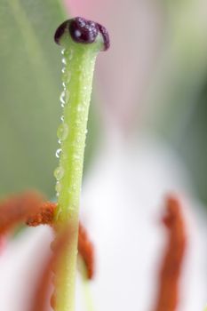 Macro flower blossom with water droplet. Abstract nature blurred background. Beautiful Macro shot with tender wet blossom. High quality photo