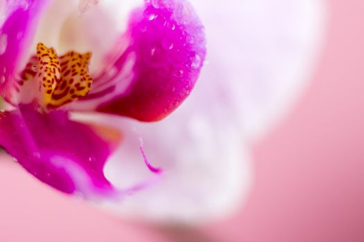 Beautiful Macro Orchid Flower. Abstract blurry natural background. Light fragile blossoms with waterdrops. High quality photo