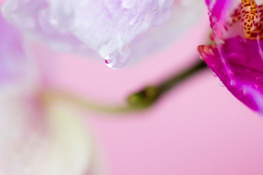 Beautiful Macro Orchid Flower. Abstract blurry natural background. Light fragile blossoms with waterdrops. High quality photo