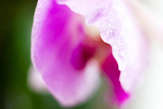 Beautiful Macro Orchid Flower. Abstract blurry natural background. Light fragile blossoms with waterdrops. High quality photo