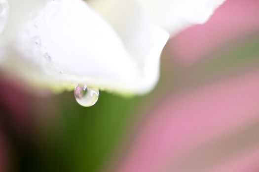 Macro flower blossom with water droplet. Abstract nature blurred background. Beautiful Macro shot with tender wet blossom. High quality photo