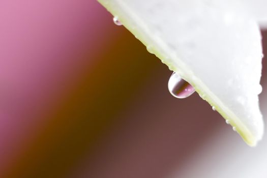 Macro flower blossom with water droplet. Abstract nature blurred background. Beautiful Macro shot with tender wet blossom. High quality photo