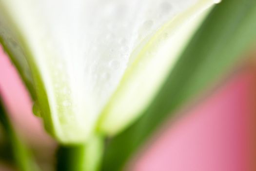 Macro flower blossom with water droplet. Abstract nature blurred background. Beautiful Macro shot with tender wet blossom. High quality photo