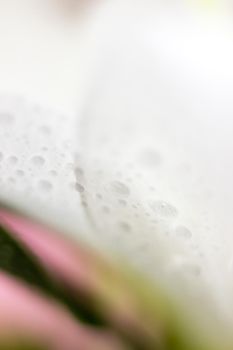 Macro flower blossom with water droplet. Abstract nature blurred background. Beautiful Macro shot with tender wet blossom. High quality photo