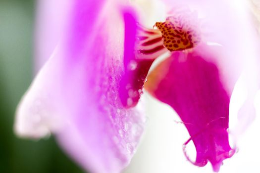 Beautiful Macro Orchid Flower. Abstract blurry natural background. Light fragile blossoms with waterdrops. High quality photo