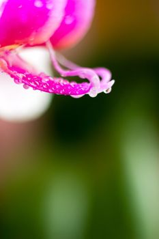 Beautiful Macro Orchid Flower. Abstract blurry natural background. Light fragile blossoms with waterdrops. High quality photo