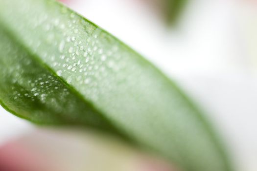 Macro flower blossom with water droplet. Abstract nature blurred background. Beautiful Macro shot with tender wet blossom. High quality photo