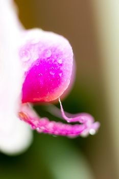 Beautiful Macro Orchid Flower. Abstract blurry natural background. Light fragile blossoms with waterdrops. High quality photo