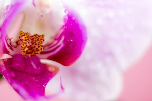 Beautiful Macro Orchid Flower. Abstract blurry natural background. Light fragile blossoms with waterdrops. High quality photo