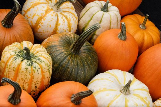 Many various colorful pumpkins background, Halloween or Thanksgiving day concept