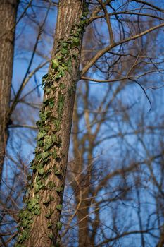 Ivy on a tree in a forest with a blue sky.