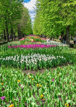 Kropyvnytskyi, Ukraine 09.05.2021.  Tulip alleys in the Kropyvnytskyi arboretum on a sunny spring day