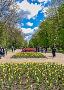 Kropyvnytskyi, Ukraine 09.05.2021.  Tulip alleys in the Kropyvnytskyi arboretum on a sunny spring day