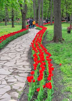 Kropyvnytskyi, Ukraine 09.05.2021.  Tulip alleys in the Kropyvnytskyi arboretum on a sunny spring day