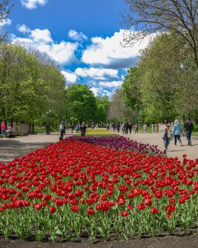 Kropyvnytskyi, Ukraine 09.05.2021.  Tulip alleys in the Kropyvnytskyi arboretum on a sunny spring day