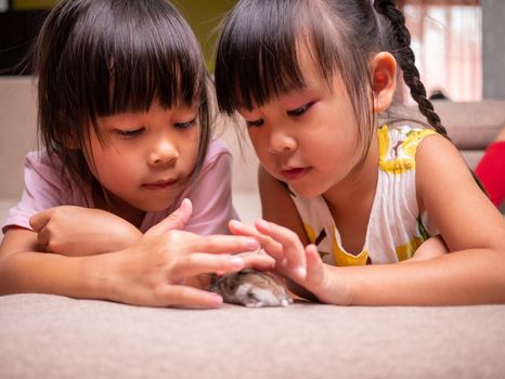 Happy two little sibling girls stroking cute hamster lying on sofa at home. Children and pets concept.