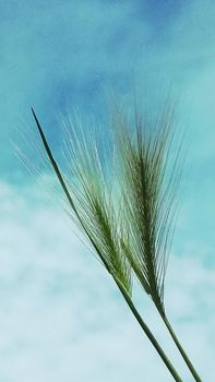 Steppe grass grass on the background of blue sky and white clouds.