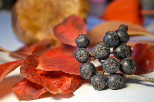 chokeberry autumn berry with red leaves fall. High quality photo