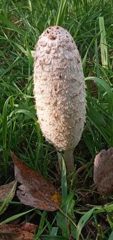 Coprinus comatus stands in a meadow among green grass.