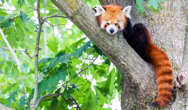 Red panda - Ailurus Fulgens - portrait. Cute animal resting lazy on a tree, useful for environment concepts.