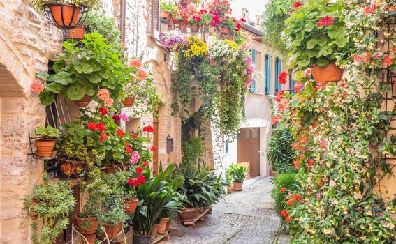 Spello, Italy - Circa June 2021: flowers in ancient street. Spello is located in Umbria region, Italy.