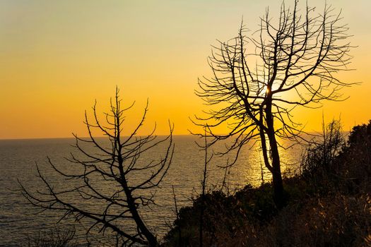 Tree at sunset in Palaiokastro castle of ancient Pylos, Greece