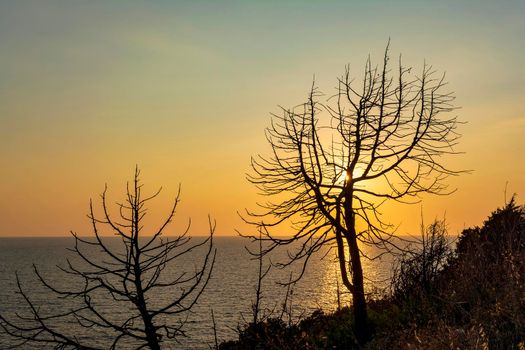 Tree at sunset in Palaiokastro castle of ancient Pylos, Greece