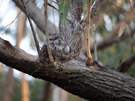 Tawny Frogmouth nesting on top of its chicks. High quality photo